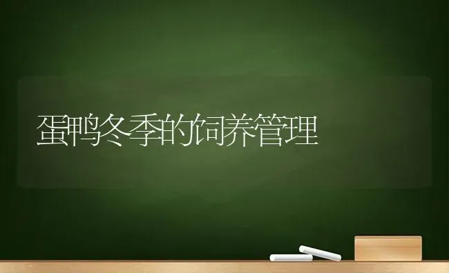 蛋鸭冬季的饲养管理 | 家禽养殖