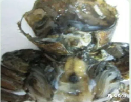 河蟹“水瘪子”病的病因分析及防控措施