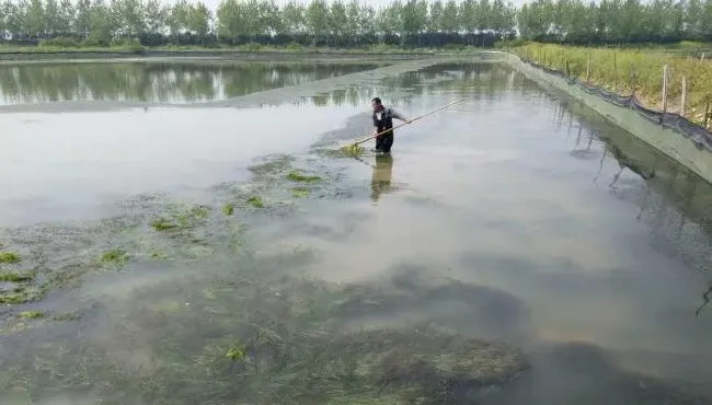 河蟹塘里伊乐藻漂草后还能保证不烂！还有这样的操作？