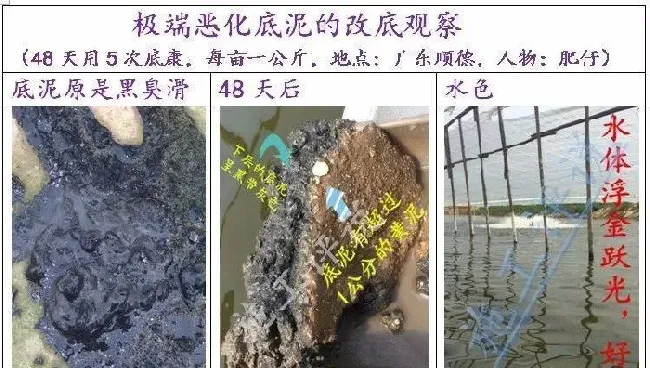 夏造对虾长不大？看看是不是这四大方面的原因！