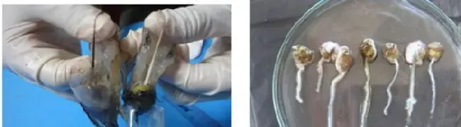 南美白对虾白便病的防治方案