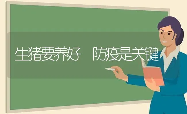 生猪要养好 防疫是关键 | 家畜养殖