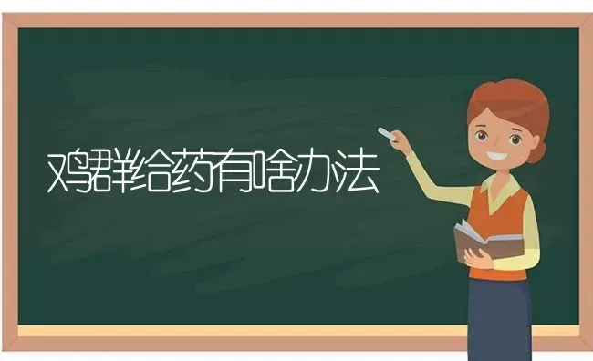 鸡群给药有啥办法 | 养殖病虫害防治