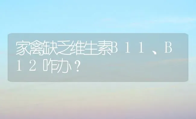 家禽缺乏维生素B11、B12咋办？ | 家禽养殖