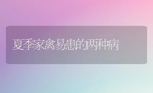 夏季家禽易患的两种病 | 家禽养殖