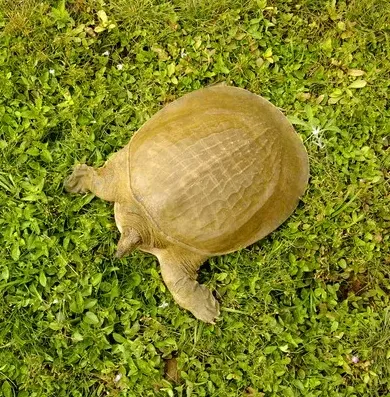 黄沙鳖常见病害的中草药防治