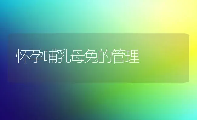 怀孕哺乳母兔的管理 | 家畜养殖
