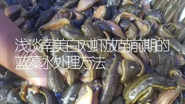 浅谈南美白对虾放苗前期的蓝藻水处理方法 | 特种养殖