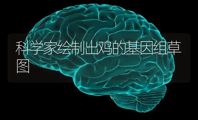 科学家绘制出鸡的基因组草图 | 家禽养殖