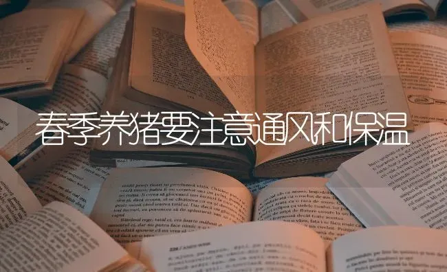 春季养猪要注意通风和保温 | 家畜养殖