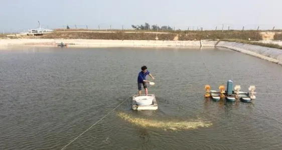 粤海五黄精华液开胃消食保肝护胆利器，让对虾平安渡夏