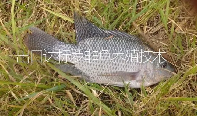 出口达标罗非鱼养殖技术 | 淡水养殖