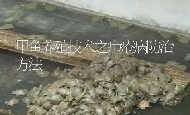 甲鱼养殖技术之疖疮病防治方法 | 淡水养殖