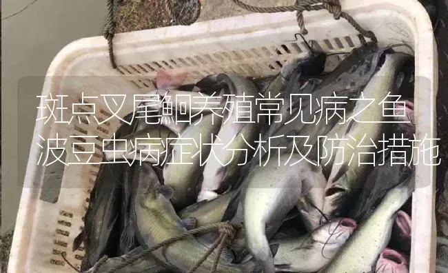 斑点叉尾鮰养殖常见病之鱼波豆虫病症状分析及防治措施 | 淡水养殖