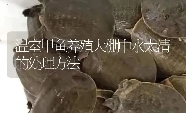 温室甲鱼养殖大棚中水太清的处理方法 | 淡水养殖