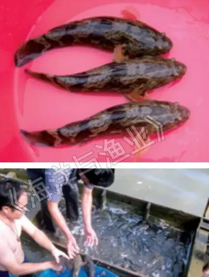 尖塘鳢亲鱼越冬强化培育技术
