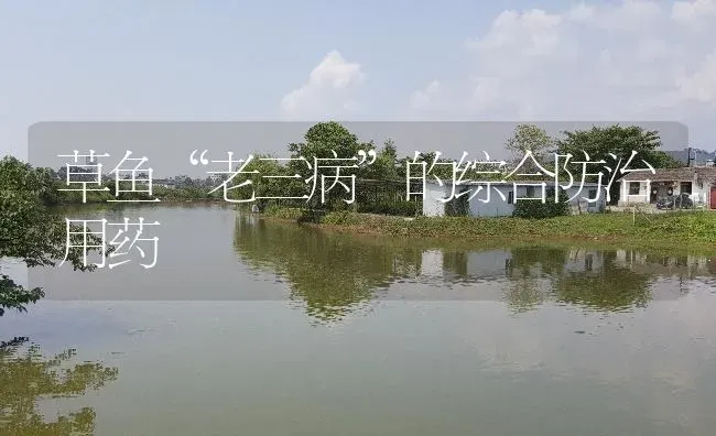 草鱼“老三病”的综合防治用药 | 养殖病虫害防治