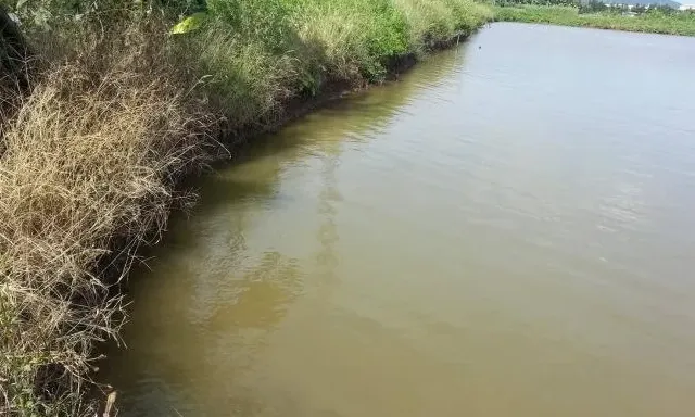 蓝藻毒素导致黄鳍鲷慢性中毒死亡的处理方法