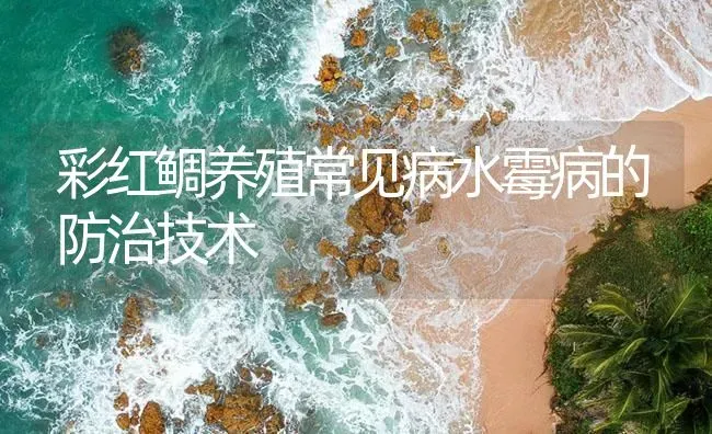 彩红鲷养殖常见病水霉病的防治技术 | 海水养殖