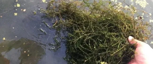 螃蟹秋后要进补 翻倍规格看溶氧