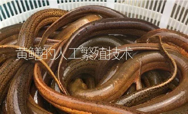 黄鳝的人工繁殖技术 | 淡水养殖