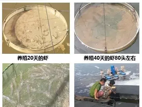 海南南美白对虾养殖户逆市创佳绩亩产4883斤