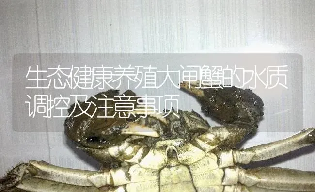 生态健康养殖大闸蟹的水质调控及注意事项 | 淡水养殖