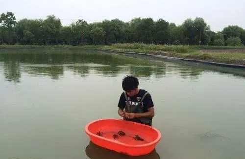 加水？放水？到底龙虾塘的水位要控制在多少才合适呀？