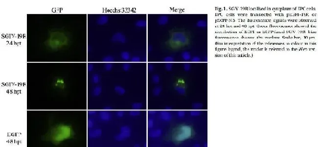 病毒膜蛋白DNA疫苗对石斑鱼SGIV感染的保护性免疫