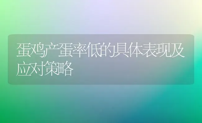 蛋鸡产蛋率低的具体表现及应对策略 | 家禽养殖