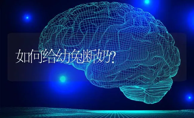 如何给幼兔断奶？ | 家畜养殖