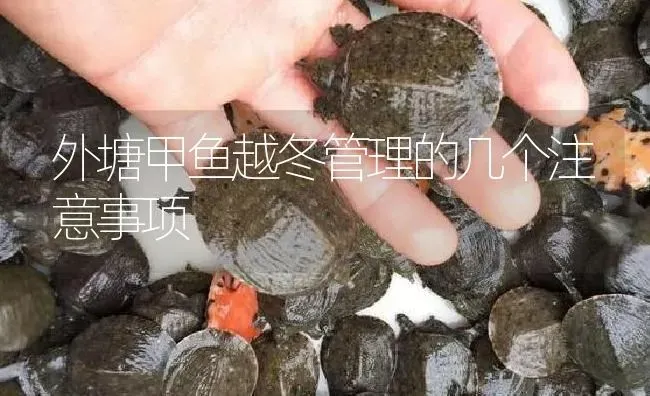 外塘甲鱼越冬管理的几个注意事项 | 淡水养殖