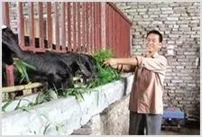 青饲料喂养黑山羊技术及注意事项 | 动物养殖资料
