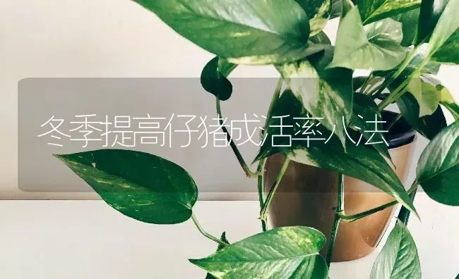 冬季提高仔猪成活率八法 | 家畜养殖
