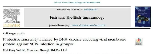 病毒膜蛋白DNA疫苗对石斑鱼SGIV感染的保护性免疫