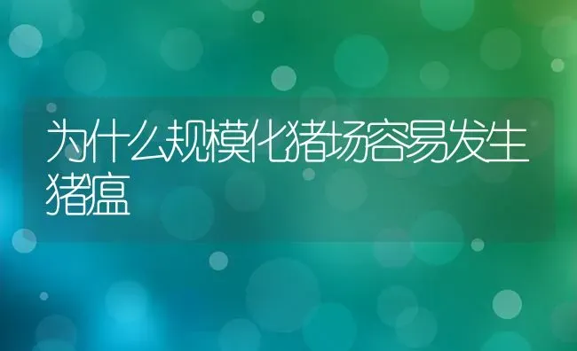 为什么规模化猪场容易发生猪瘟 | 家畜养殖