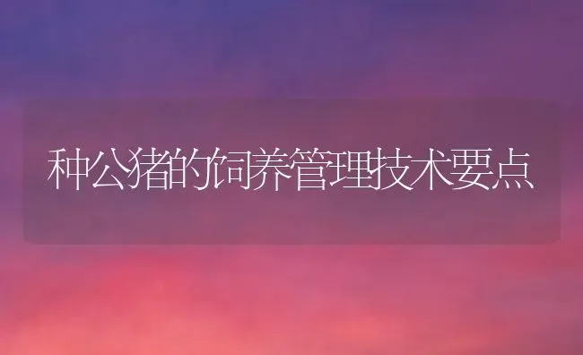 种公猪的饲养管理技术要点 | 家畜养殖