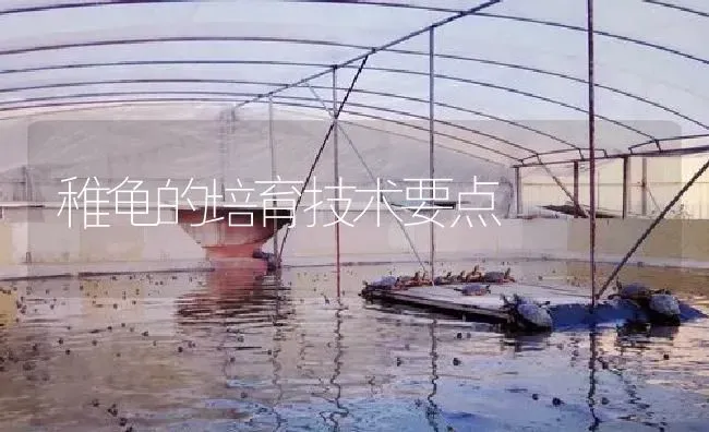 稚龟的培育技术要点 | 淡水养殖