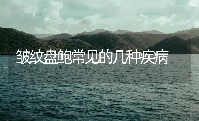 皱纹盘鲍常见的几种疾病 | 海水养殖