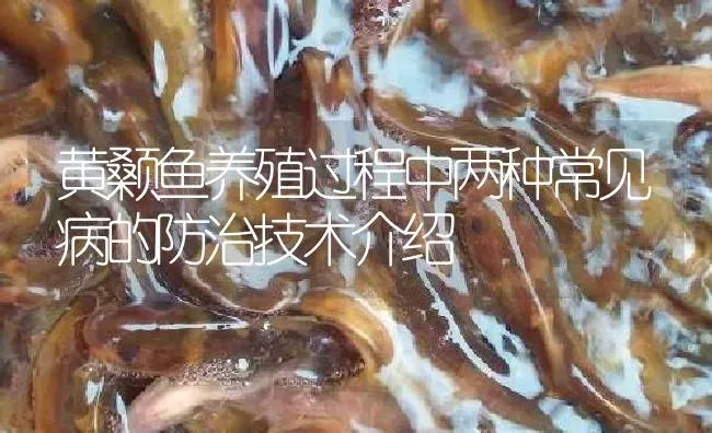 黄颡鱼养殖过程中两种常见病的防治技术介绍 | 淡水养殖