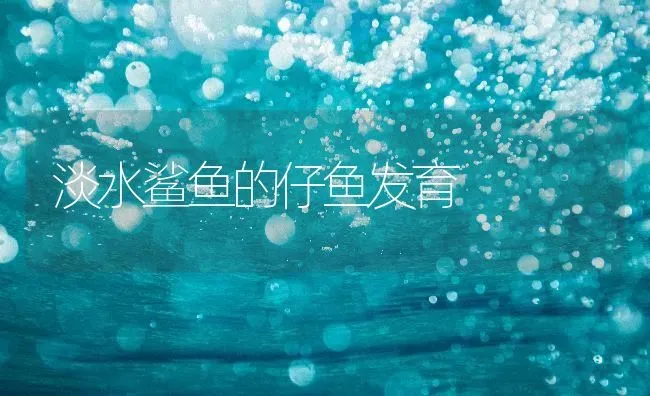 淡水鲨鱼的仔鱼发育 | 特种养殖