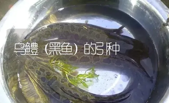 乌鳢（黑鱼）的引种 | 淡水养殖