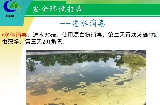 海南琼海市长坡镇文子村南美白对虾淡水养殖模式