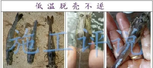 低温阴雨期，冬棚对虾养殖户如何管理才能冲刺高效益！