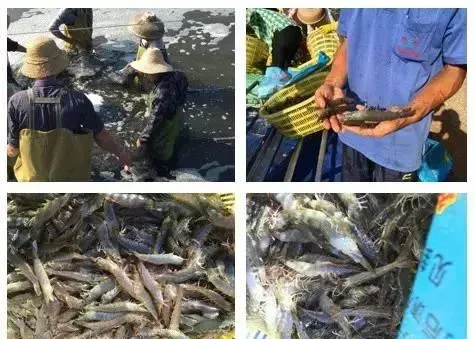 海南南美白对虾养殖户逆市创佳绩亩产4883斤