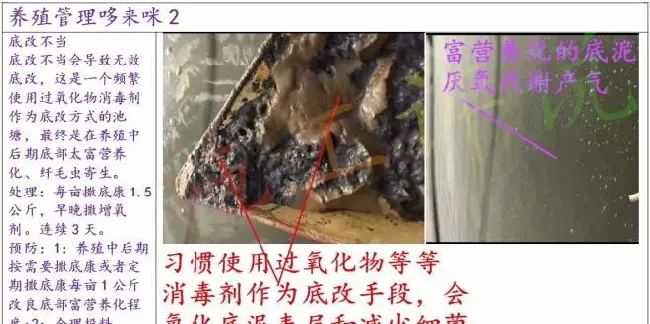 夏造对虾长不大？看看是不是这四大方面的原因！