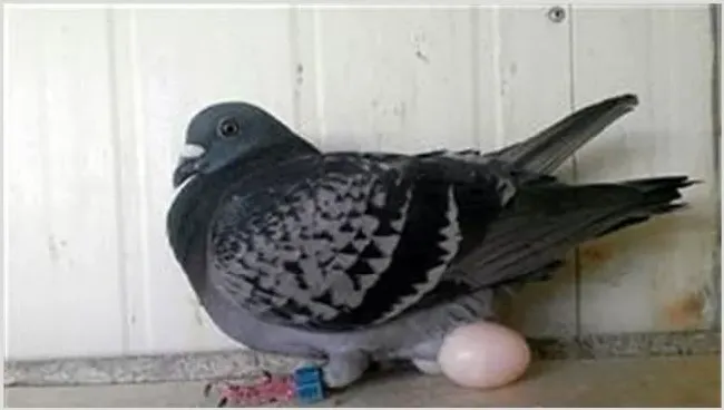 鸽子停止产蛋的原因是什么？怎么提供鸽子产蛋量 | 养殖疾病