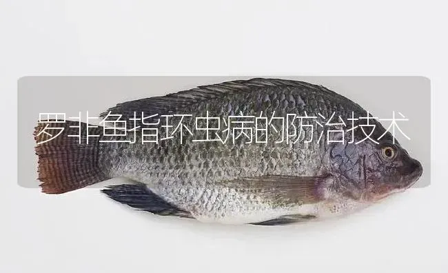 罗非鱼指环虫病的防治技术 | 淡水养殖