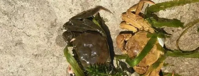螃蟹秋后要进补 翻倍规格看溶氧