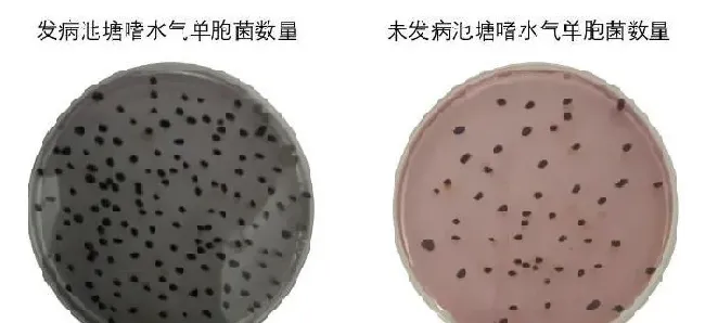 养殖池塘致病菌要控制在多少，才能减少发病概率？